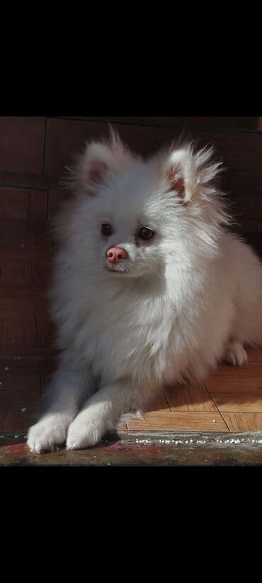 Şpitz lalafo.az -da Şpitz