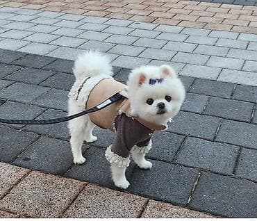 Şpitz, 3 ay, Dişi, Sənədli, Ünvandan götürmə lalafo.az -da Şpitz, 3 ay, Dişi, Sənədli, Ünvandan götürmə