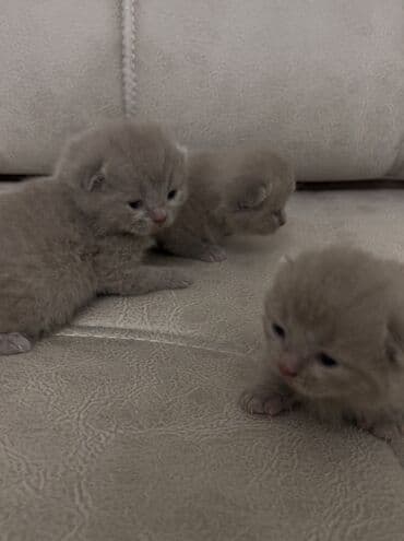 Şotland, Erkək, Dişi lalafo.az -da Şotland, Erkək, Dişi