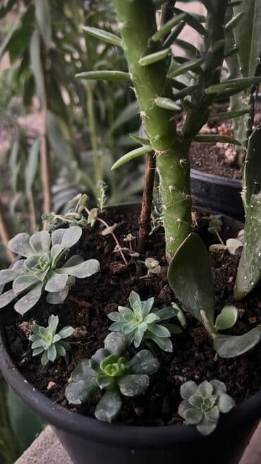 Удобрения: Müxtəlif dekorativ otaq bitkiləri kolleksiyası - Kompozit sükulent at lalafo.az — 6 Удобрения: Müxtəlif dekorativ otaq bitkiləri kolleksiyası - Kompozit sükulent — 6