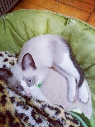 Siam, Erkək, Ünvandan götürmə lalafo.az -da Siam, Erkək, Ünvandan götürmə