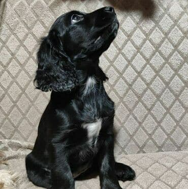 Koker spaniyel, 2 ay, Dişi, Ünvandan götürmə lalafo.az -da Koker spaniyel, 2 ay, Dişi, Ünvandan götürmə