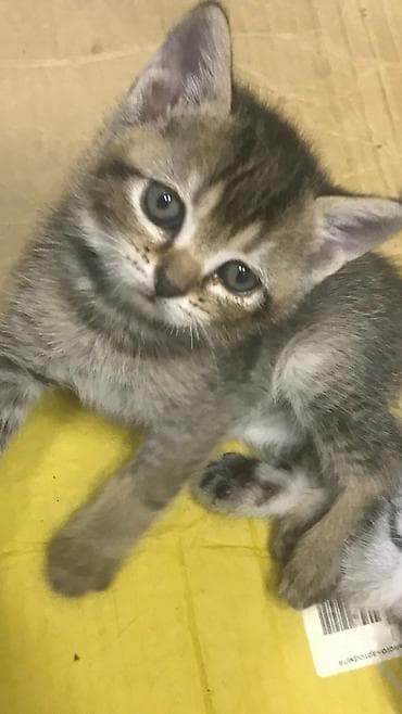 Şinşilla, Dişi, Ünvandan götürmə, Ödənişli çatdırılma lalafo.az -da Şinşilla, Dişi, Ünvandan götürmə, Ödənişli çatdırılma