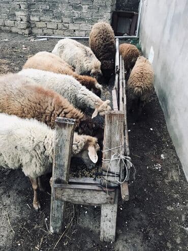 Dişi, il: 3, 35 kq, Damazlıq, Ünvandan götürmə lalafo.az -da Dişi, il: 3, 35 kq, Damazlıq, Ünvandan götürmə