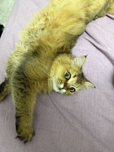 Ev pişiyi – uzun tüklü, qızılı-qəhvəyi rəngli - Növ: Ev pişiyi (uzun lalafo.az -da Ev pişiyi – uzun tüklü, qızılı-qəhvəyi rəngli - Növ: Ev pişiyi (uzun