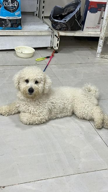 Salam,1 yaş 2 aylıqdı. vaksinləri peyvəndləri tam olunub Tolet lalafo.az -da Salam,1 yaş 2 aylıqdı. vaksinləri peyvəndləri tam olunub Tolet