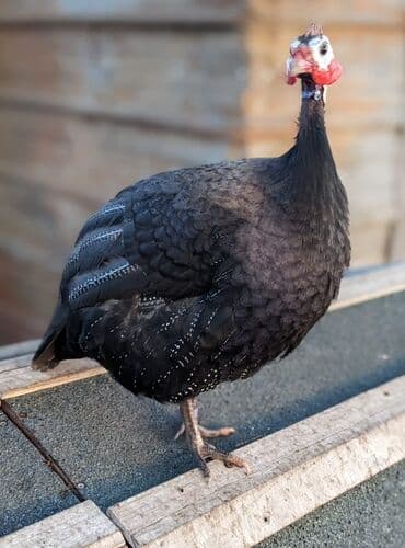 Bu rəngdə olan heyvanlar lazımdır lalafo.az -da Bu rəngdə olan heyvanlar lazımdır