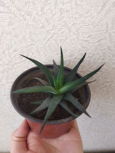 Разновидность алоэ lalafo.az -da Разновидность алоэ