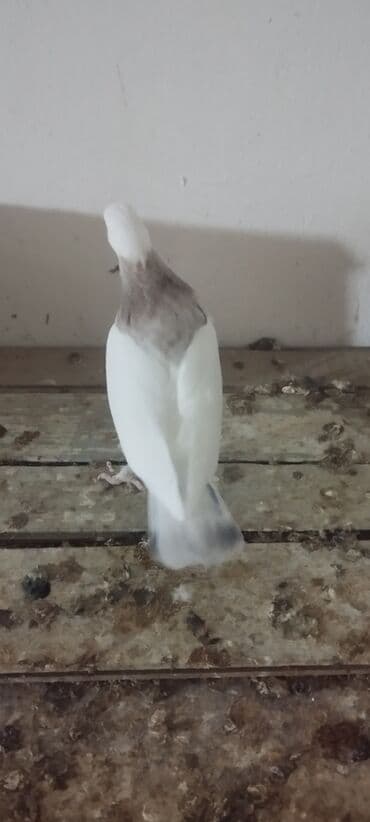 Ağ-qəhvəyi rəngli ev göyərçini ebreşboyun - Ümumi görünüş: Bədəni tam lalafo.az -da Ağ-qəhvəyi rəngli ev göyərçini ebreşboyun - Ümumi görünüş: Bədəni tam