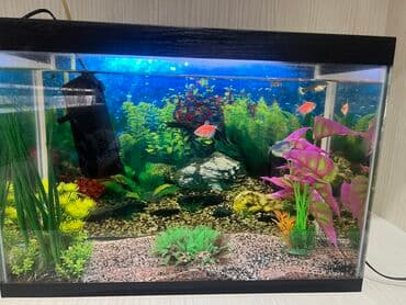 Dördbucaq akvarium, Balıqlarla birlikdə, 50 l, Pulsuz çatdırılma lalafo.az -da Dördbucaq akvarium, Balıqlarla birlikdə, 50 l, Pulsuz çatdırılma