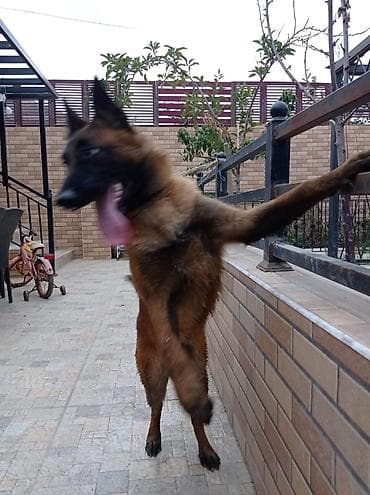 Belçika çoban iti, Erkek, Peyvəndli lalafo.az -da Belçika çoban iti, Erkek, Peyvəndli