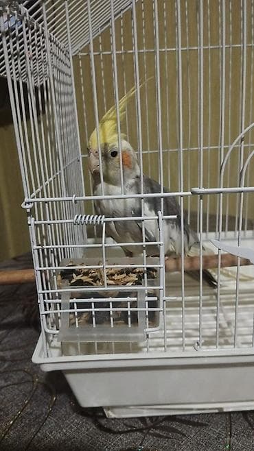 Nimfa (Cockatiel) tutuquşu və qəfəs dəsti - Növlə: Nimfa tutuquşu lalafo.az -da Nimfa (Cockatiel) tutuquşu və qəfəs dəsti - Növlə: Nimfa tutuquşu