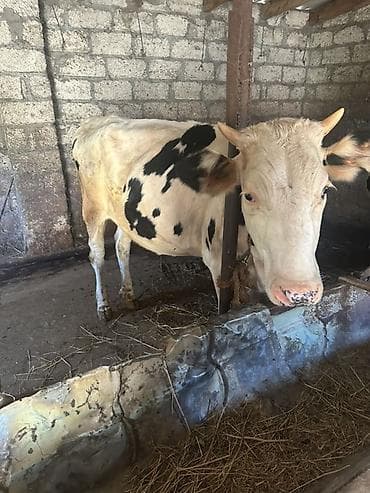 Dişi, Holsteyn, il: 1, Südlük lalafo.az -da Dişi, Holsteyn, il: 1, Südlük