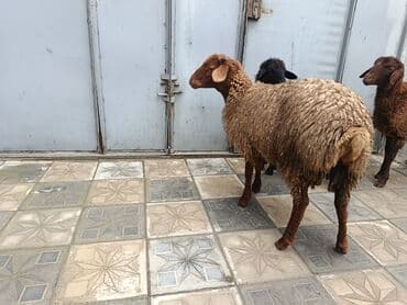 Qoyun – ətlik/yunluq yerli cins - Rəng: açıq qəhvəyi (qum rəngi) lalafo.az -da Qoyun – ətlik/yunluq yerli cins - Rəng: açıq qəhvəyi (qum rəngi)