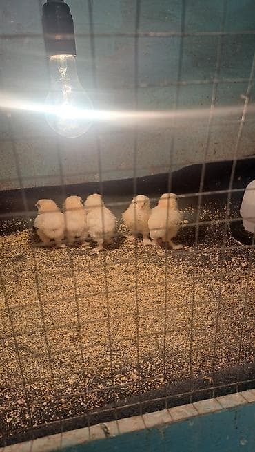 Toyuq cücələri, Ətlik lalafo.az -da — 1 Toyuq cücələri, Ətlik — 1