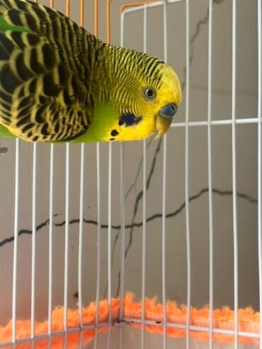 Hazır cüt tutu quşular qefedi yuvası ile bir yerde 35 manata lalafo.az -da Hazır cüt tutu quşular qefedi yuvası ile bir yerde 35 manata