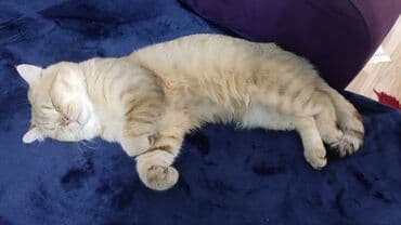 Qızıl şinşilla, Erkək, Yaxşı əllərə, Ünvandan götürmə, Ödənişli çatdırılma lalafo.az -da Qızıl şinşilla, Erkək, Yaxşı əllərə, Ünvandan götürmə, Ödənişli çatdırılma