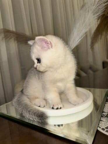 Britan, Erkək, Yaxşı əllərə lalafo.az -da Britan, Erkək, Yaxşı əllərə