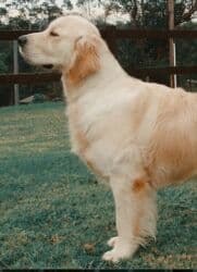 Labrador-retriver, 7 ay, Dişi, Peyvəndli, Ünvandan götürmə lalafo.az -da Labrador-retriver, 7 ay, Dişi, Peyvəndli, Ünvandan götürmə