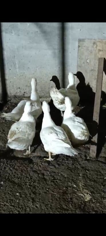 4 eded 6 ayliq lal ordek.3 fere 1 xoruz. hamisi birlikde son qiymet lalafo.az -da 4 eded 6 ayliq lal ordek.3 fere 1 xoruz. hamisi birlikde son qiymet