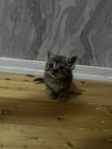 Britan yastı qulaq, Dişi, Yaxşı əllərə, Pulsuz çatdırılma lalafo.az -da Britan yastı qulaq, Dişi, Yaxşı əllərə, Pulsuz çatdırılma