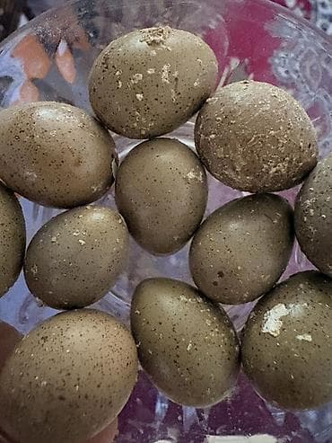 - Növ: Çin rəngli/dekorativ bıldırcın (Coturnix/Excalfactoria tipli lalafo.az -da - Növ: Çin rəngli/dekorativ bıldırcın (Coturnix/Excalfactoria tipli
