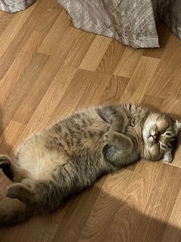 Şotland, Erkək, Cütləşmə üçün, Ünvandan götürmə lalafo.az -da Şotland, Erkək, Cütləşmə üçün, Ünvandan götürmə