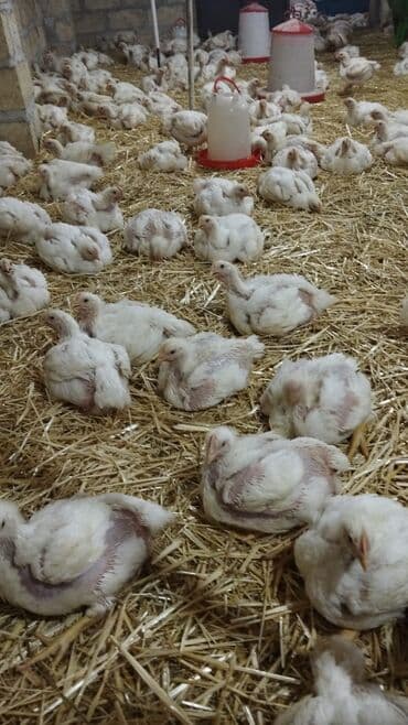 Brilliance: Toyuq cücələri, Ətlik lalafo.az -da — 2 Brilliance: Toyuq cücələri, Ətlik — 2