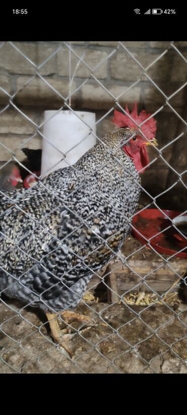 Satilir yumurtalari razilasma yolu ile ödənişli catdirilma var lalafo.az -da Satilir yumurtalari razilasma yolu ile ödənişli catdirilma var