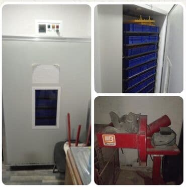 1100 yumurta, Zəmanət ilə lalafo.az -da 1100 yumurta, Zəmanət ilə