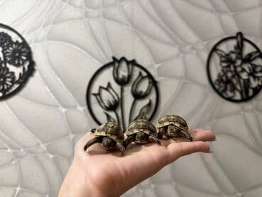 🐢 Quru tısbağalar – səssiz, amma sirli dostlar! Min illərdir yaşayan lalafo.az -da 🐢 Quru tısbağalar – səssiz, amma sirli dostlar! Min illərdir yaşayan