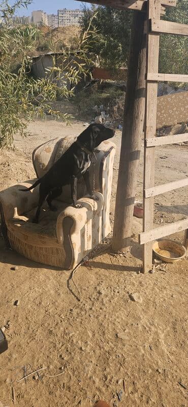 Kreslo, Parça lalafo.az -da Kreslo, Parça