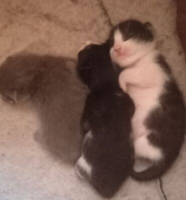 Erkək, Dişi, Yaxşı əllərə, Ünvandan götürmə lalafo.az -da Erkək, Dişi, Yaxşı əllərə, Ünvandan götürmə