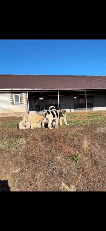 Alabay lalafo.az -da Alabay