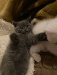 Ekzot, Dişi, Ödənişli çatdırılma lalafo.az -da Ekzot, Dişi, Ödənişli çatdırılma