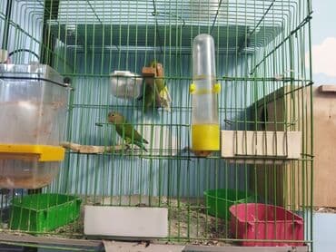 3 ədəd nerazlucnik sari dişidi 9 ayliqdi yaşillar 7 ayliqdi qəfəs yuva lalafo.az -da 3 ədəd nerazlucnik sari dişidi 9 ayliqdi yaşillar 7 ayliqdi qəfəs yuva